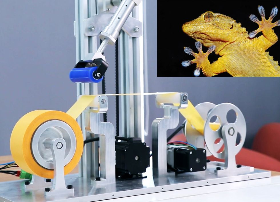Read more about the article NEW YORK — A robotic tongue will soon be able to lick a gecko